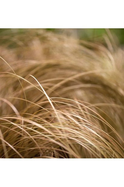 Бронзові відтінки осоки волосовидної в осінньому саду